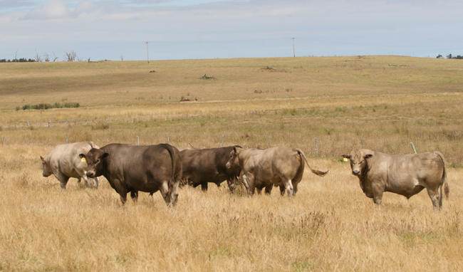 Murray Grey bulls