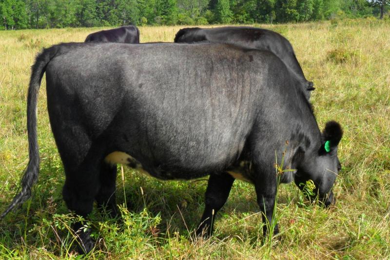 blue roan heifer