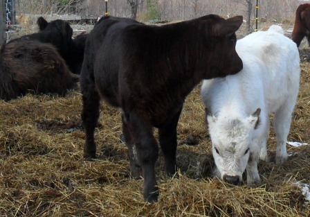 Shorthorn cross calves 