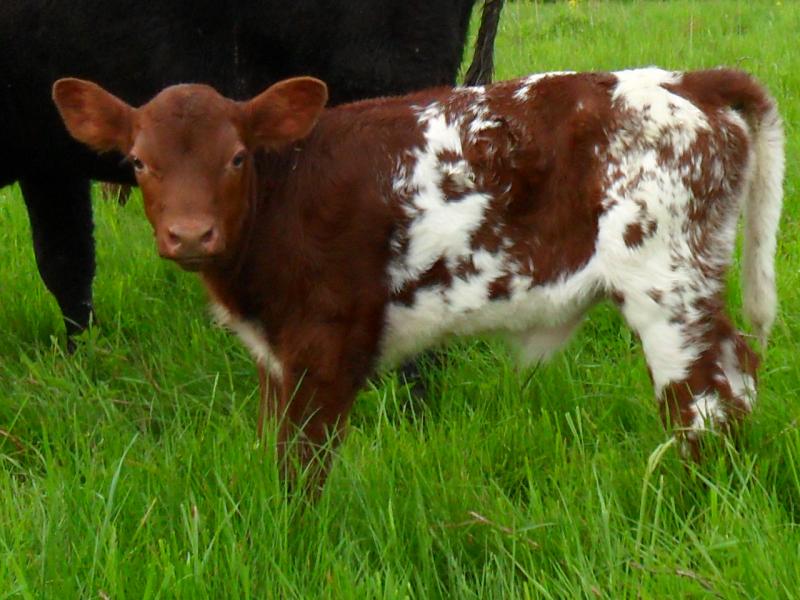 Remitall Choice Mint granddaughter