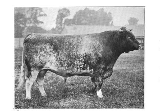 Shorthorn bull circa 1910