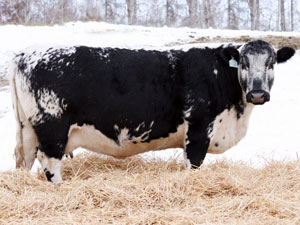 CODIAK RAYLEANE SPECKLED PARK COW