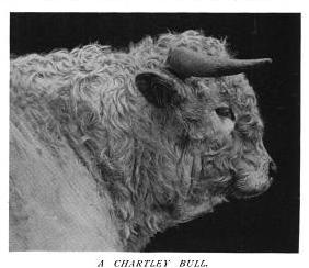 Wild White bull of chartley Park