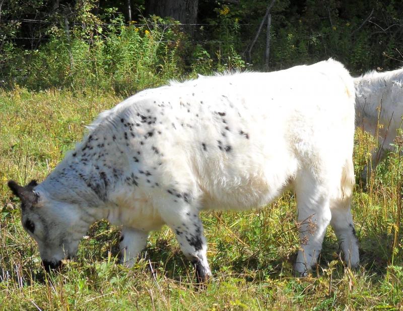 white galloway/angus heifer 8496