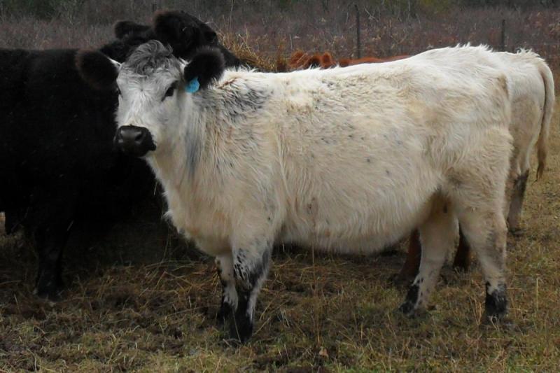 GALLOWAY-ANGUS CROSS
