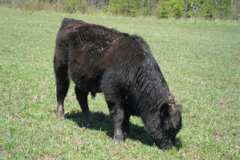Galloway Angus cross bull calf