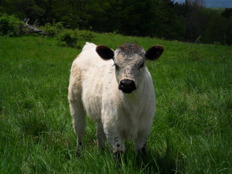 Galloway Angus heifer calf