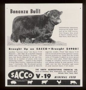 shorthorn bull sacco mineral