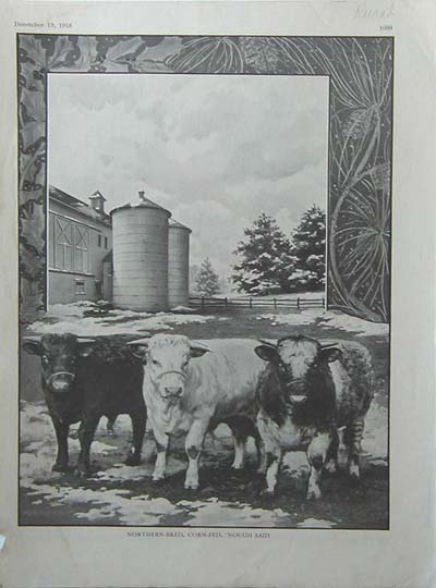Northern-Bred Shorthorn Illustration, Breeder's Gazette, 1917