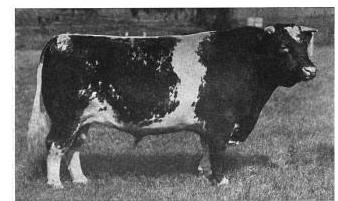 Ringmaster, Shorthorn bull circa 1916