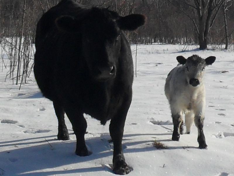 Angus White Galloway cross heifer with Angus dam