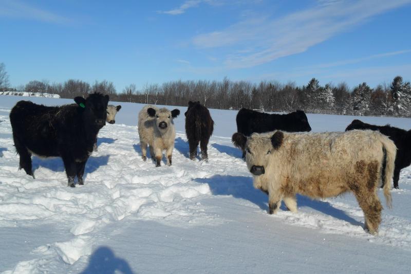 White Galloway and Blue Roan heifers