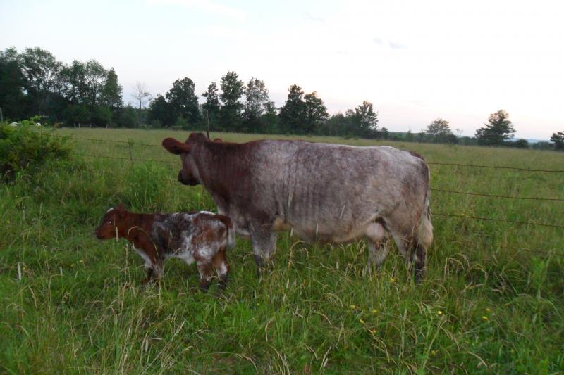 Roan shorthorn cow and calf