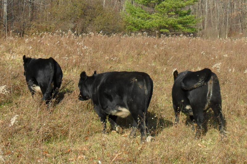 blue roan heifers