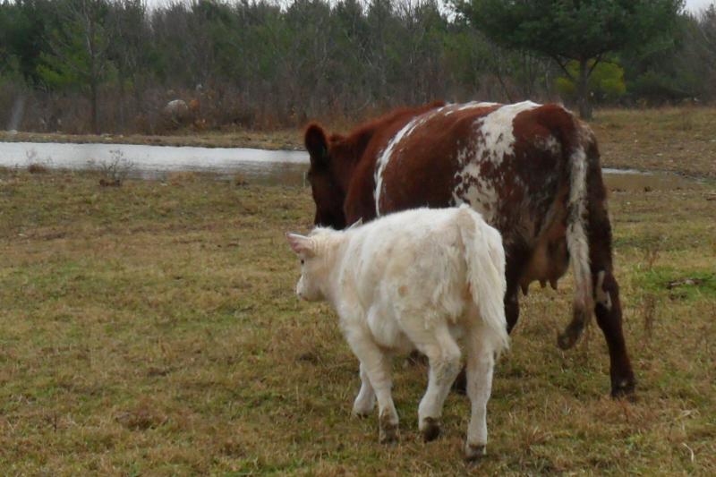 first calf shorthornAmos  heifer and calf