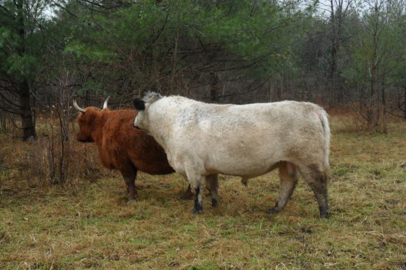 White Galloway bull, Ivan
