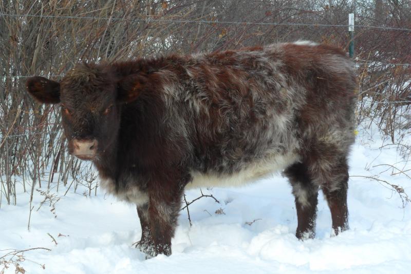 Amos sired Shorthorn heifer
