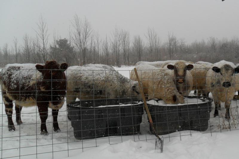 Shorthorn and Galloway cross cows