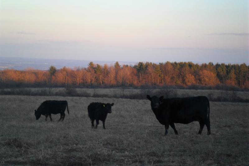 Wye infuenced Angus cows and heifers