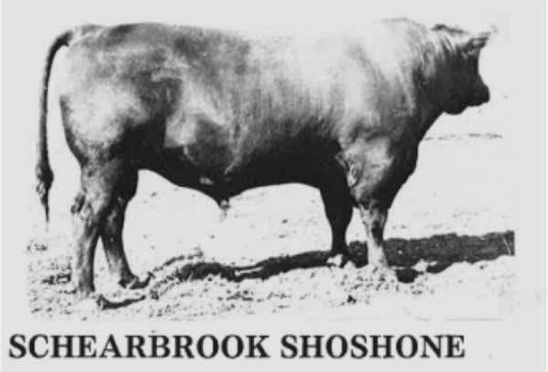 SHEARBROOK SHOSHONE