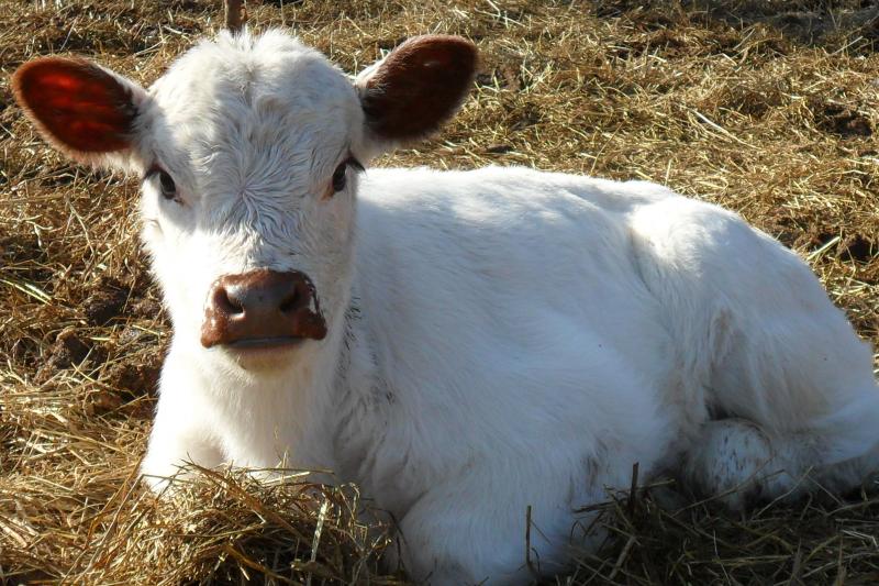 Shorthorn-Galloway-Angus heifer