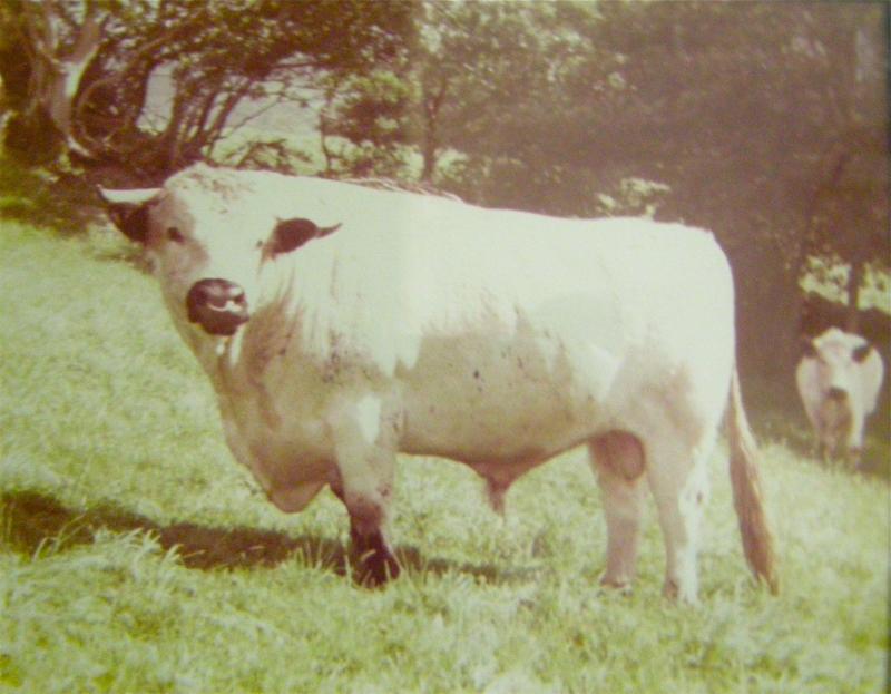 welsh white bull