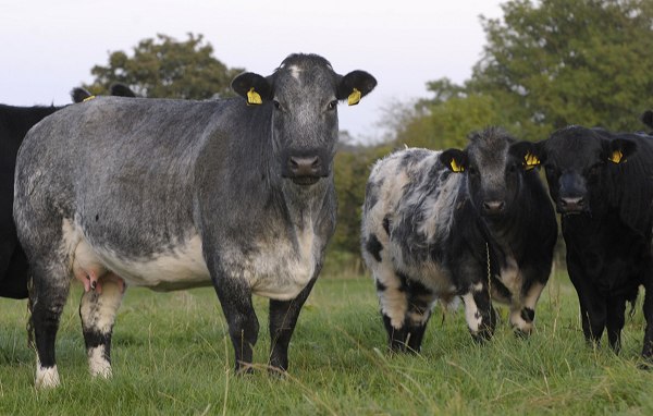 Springfield Livestock blue-grey cows