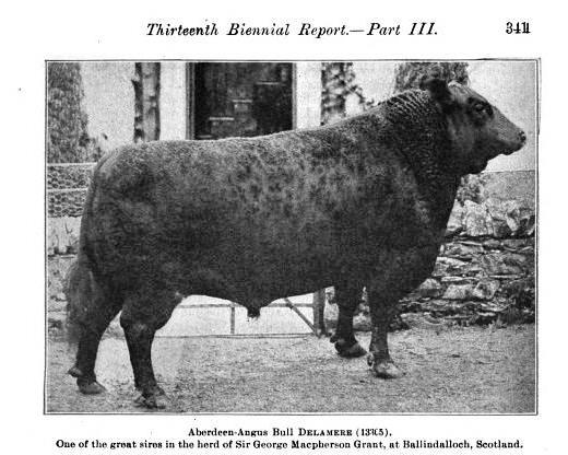 Aberdeen Agus bull, Delemeer