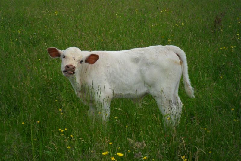 3/4 shorthorn 1/4 angus bull calf