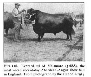 Aberdeen Angus bull. 1914
