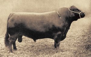 Champion Scottish-type Aberdeen-Angus bull from the early 20th century. 