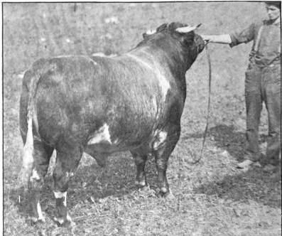 Shorthorn bull, Nonpariel of Clover Blossom