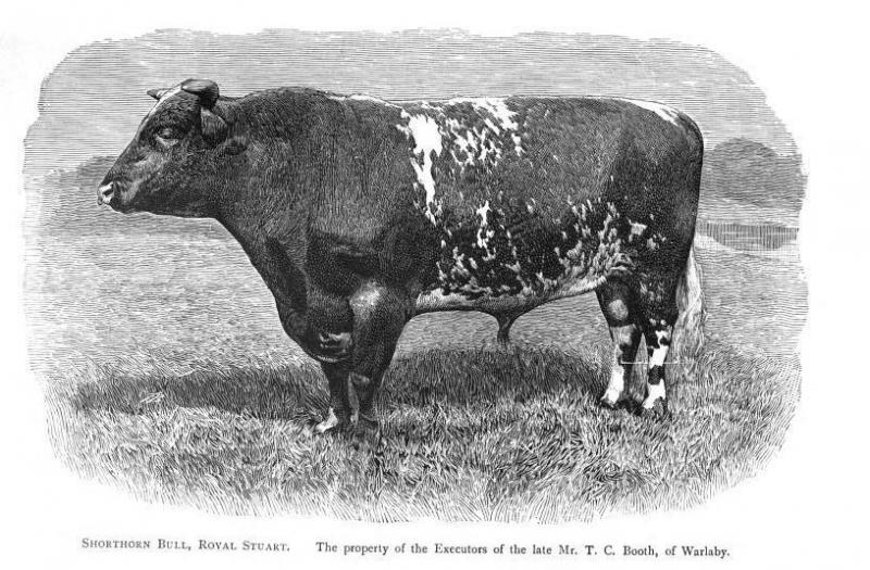 Booth Shorthorn Bull, Royal Stuart