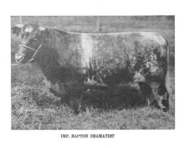 shorthorn, Bapton Dramatist
