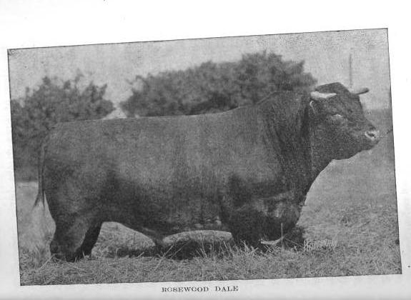 shorthorn, Rosewood Dale
