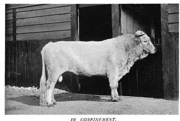 Wild White Bull of Chartley Herd in confinement
