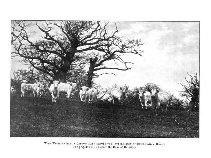 Wild White Cattle in Cadzow Park, Scotland