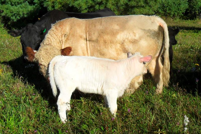 double HHFS Amos heifer