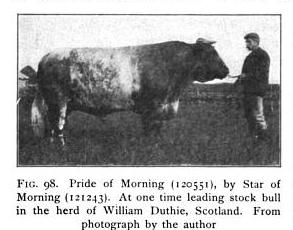 Scotch Shorthorn Bull, Pride of Morning