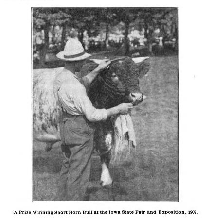 Shorthorn bull at Iowa state fair, 1907
