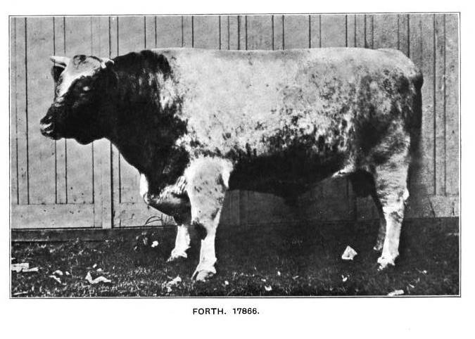 Cruickshank Shorthorn bull, Forth