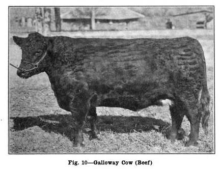A black galloway cow
