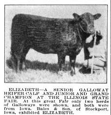 galloway heifer