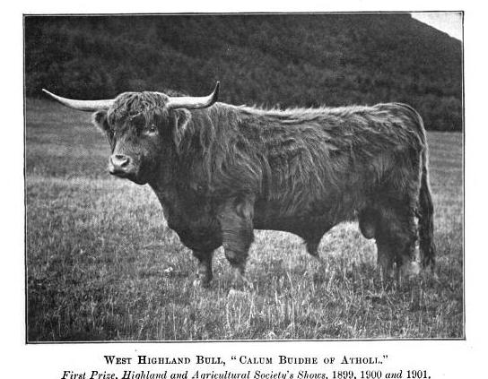 West Highland Bull, Calum Buidhe of Athol