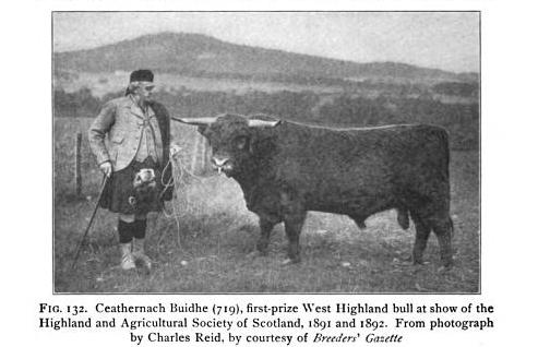 West Highland Bull, Ceathernach Buidhe