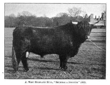 West Highland bull