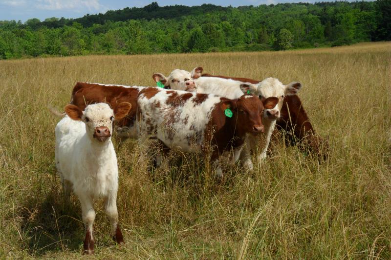 Shorthorn and Shorthorn cross calves