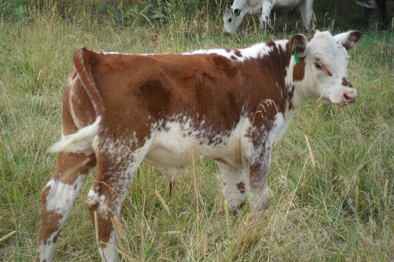 Shorthorn/Herford cross bull calf