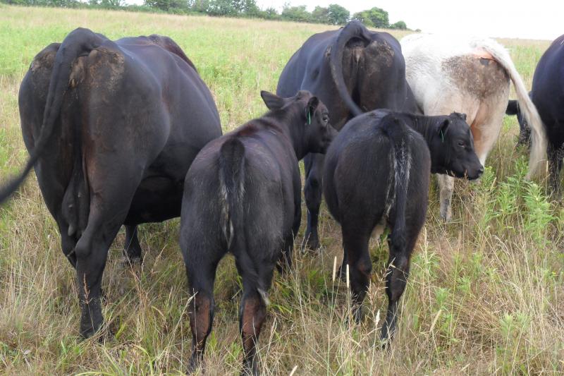 Shorthorn/Angus cross heifers