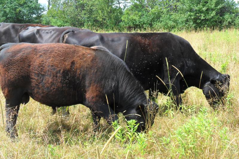 Galloway/Angus cross bull for sale